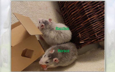Die Böcke Bacchus und Horace