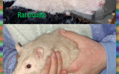 Zwei Böcke: Snapp und Ratatouille
