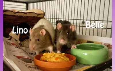 Ein gemischtes Trio