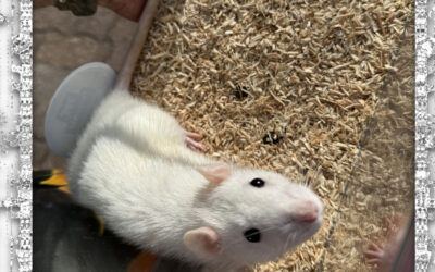 Wo ist mein Altersheimplatz? fragt Ginny