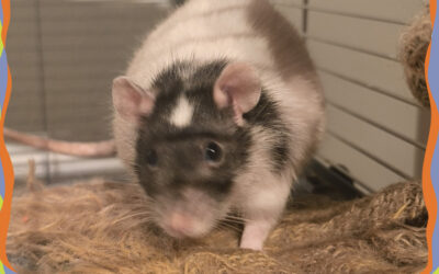 Sehnsucht nach Gesellschaft: Snow