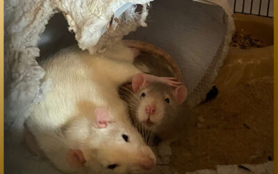 Zwei gestandene Böcke