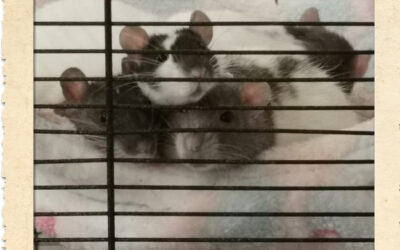 Ein Quartett Süssstoff