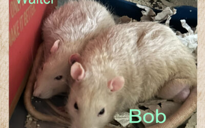 Zwei Böcke: Bob und Walter