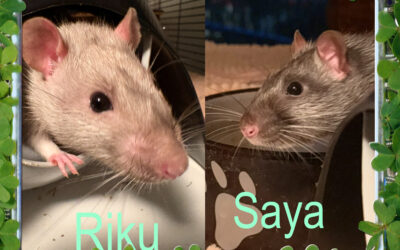 Ein Duo Böcke: Riku und Saya