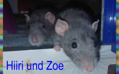 Zwei Grautiere