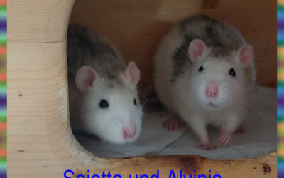 Gemischtes Trio