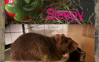 Dringend: Sleepy und Jugi