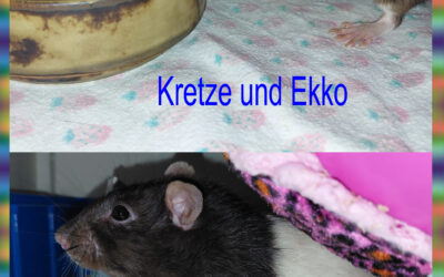 Senioren-Trio