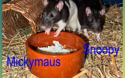 Mädels Duo